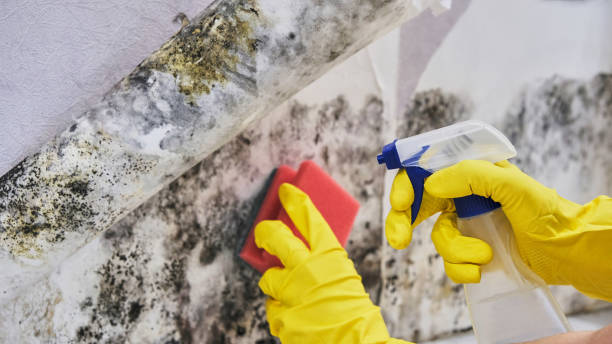 Mold Removal Cherry Hill