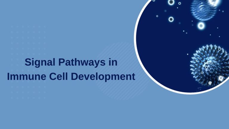 Signal Pathways in Immune Cell Development