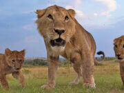 The all-new adventure travel with the Kenya best camping tours Kenya Safaris