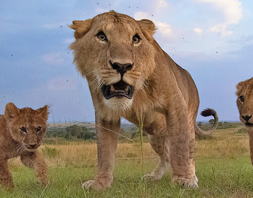 The all-new adventure travel with the Kenya best camping tours Kenya Safaris