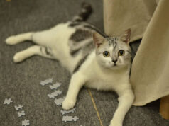 Interactive Pet Puzzle Games Pet Puzzle Games