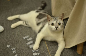 Interactive Pet Puzzle Games Pet Puzzle Games