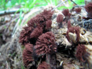 Is Brown Stemonitis Mold Dangerous? Unraveling the Facts Brown Stemonitis Mold