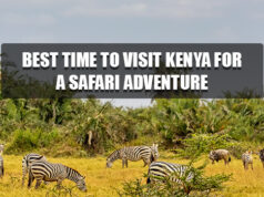 Best Time to Visit Kenya for a Safari Adventure Safari Adventure