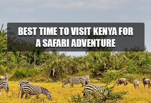 Best Time to Visit Kenya for a Safari Adventure Safari Adventure