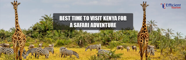 Best Time to Visit Kenya for a Safari Adventure Safari Adventure