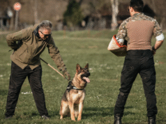 The Benefits of K9 Training for Law Enforcement and Security K9 Training for Law