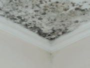 Why Mold From Roof Leaks Is More Dangerous Than You Think Roof Leaks