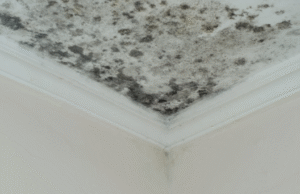 Why Mold From Roof Leaks Is More Dangerous Than You Think Mold growth spreading across a ceiling from a roof leak