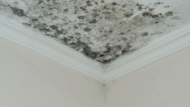 Roof Leaks