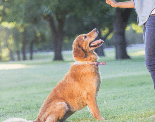 Why Timing Matters So Much In Dog Training Dog Training