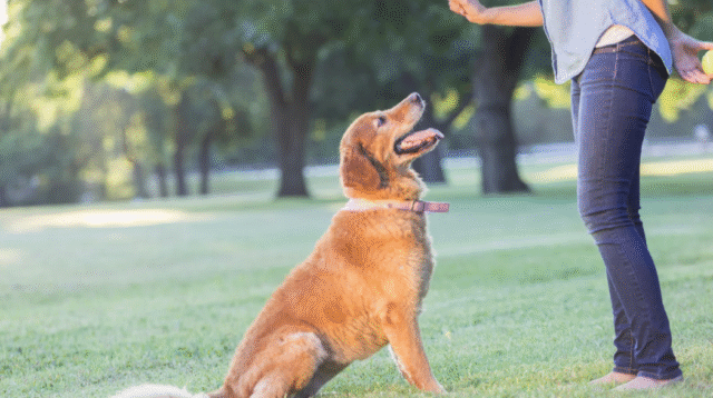Why Timing Matters So Much In Dog Training Dog Training